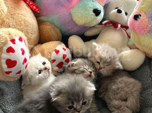 Top Kafa Scottish Fold Yavruları görsel