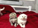 Top Kafa Scottish Fold Yavruları