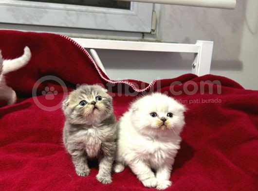 Top Kafa Scottish Fold Yavruları görsel