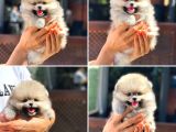 Ayı Surat Pomeranian Saflan Garantili Orjinal Teddy