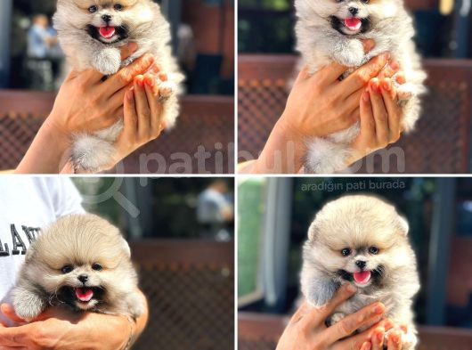 Ayı Surat Pomeranian Saflan Garantili Orjinal Teddy görsel