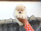 Ayı Surat Pomeranian Boo Yavrular Her Yere Gönderilir
