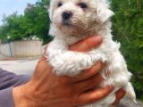 Pamuk Maltese Yavrular Her Yere Gönderi̇li̇r