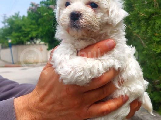 Pamuk Maltese Yavrular Her Yere Gönderi̇li̇r görsel