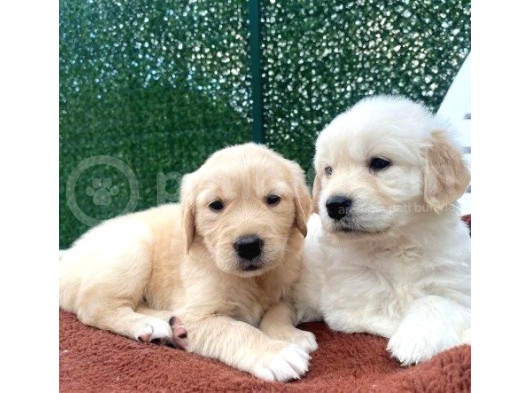 Golden Dişi Yavrular Çiftliğimizden Sizlerle
