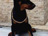 Estetikli Doberman Dişi Çift Aşılı Yavrular