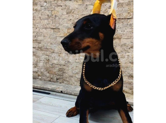 Estetikli Doberman Dişi Çift Aşılı Yavrular