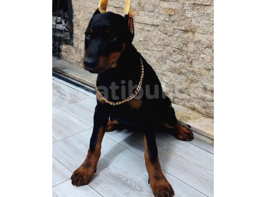 Estetikli Doberman Dişi Çift Aşılı Yavrular görsel
