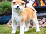 Japon Akita Erkek 3 Aylık Çift Aşılı Yavrular