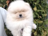 Ayı Surat Pomeranian Boo Yavrular Her Yere Gönderilir