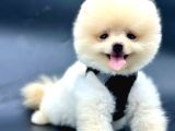 Kaliteli Pomeranian Boo Yavru Arayanlara