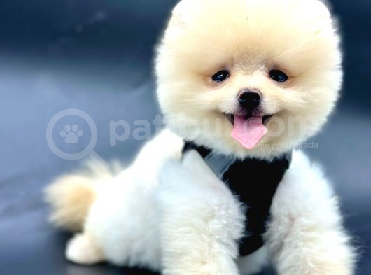Kaliteli Pomeranian Boo Yavru Arayanlara görsel