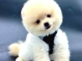 Kaliteli Pomeranian Boo Yavru Arayanlara