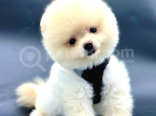 Kaliteli Pomeranian Boo Yavru Arayanlara görsel