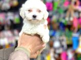 Pamuk Maltese Yavrular Her Yere Gönderi̇li̇r
