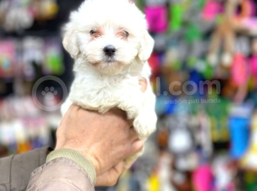 Pamuk Maltese Yavrular Her Yere Gönderi̇li̇r görsel