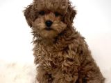 Kıpkırmızı Red tooy poodle sevimli yavrular 