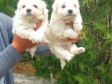 Pamuk Maltese Yavrular Her Yere Gönderi̇li̇r
