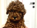 RED BROWN TOY POODLE YAVRU