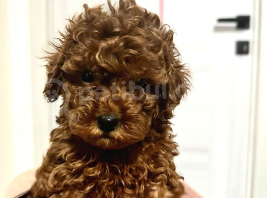 Red Brown Toy Poodle Yavru