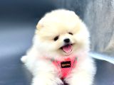 Teddy bear pomeranian boo yavru 