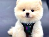 Ayıcık Surat Pomeranian Yavrular 