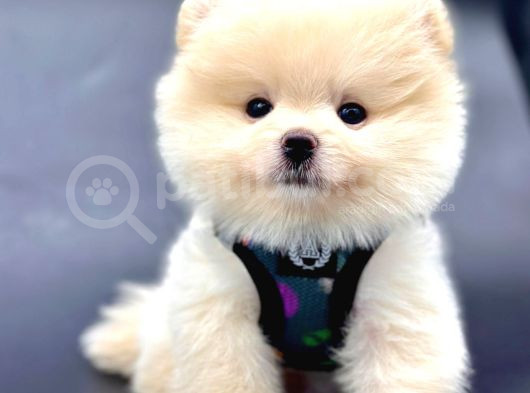 Ayıcık Surat Pomeranian Yavrular  görsel