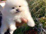Ayı Surat Pomeranian Boo Yavrular Her Yere Gönderilir