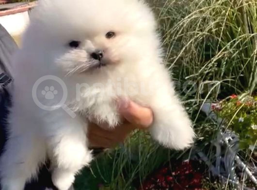 Ayı Surat Pomeranian Boo Yavrular Her Yere Gönderilir görsel