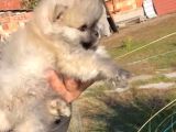 Ayı Surat Pomeranian Boo Yavrular Her Yere Gönderilir
