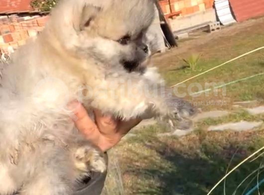 Ayı Surat Pomeranian Boo Yavrular Her Yere Gönderilir görsel