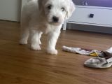 2 Aylık Maltese Terrier Yavrumuzu Veriyoruz