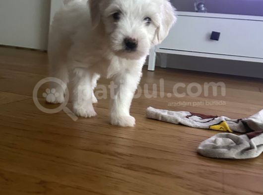 2 Aylık Maltese Terrier Yavrumuzu Veriyoruz görsel
