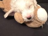 2 Aylık Maltese Terrier Yavrumuzu Veriyoruz