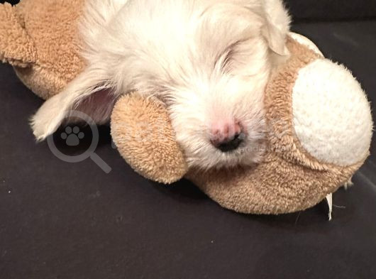 2 Aylık Maltese Terrier Yavrumuzu Veriyoruz görsel