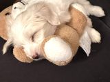 2 Aylık Maltese Terrier Yavrumuzu Veriyoruz