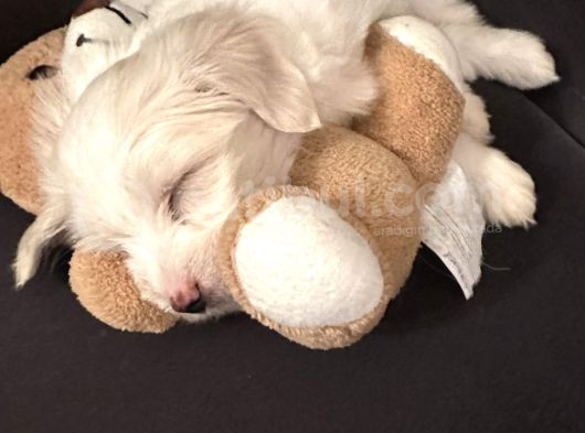 2 Aylık Maltese Terrier Yavrumuzu Veriyoruz