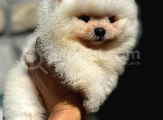 Ayı Surat Pomeranian Boo Yavrular Her Yere Gönderilir görsel