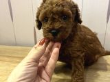Redbrown toypoodle