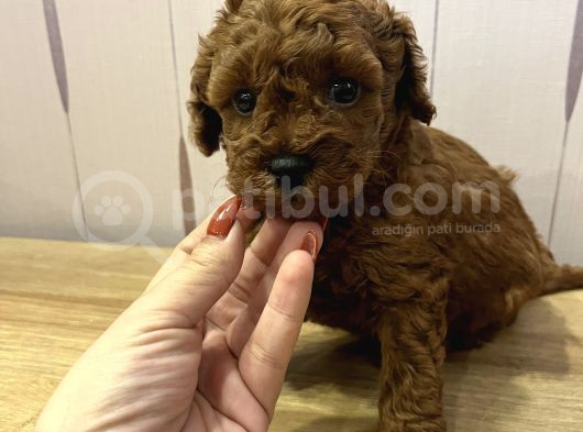 Redbrown Toypoodle