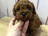 Redbrown Toypoodle