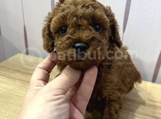 Redbrown Toypoodle görsel