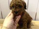 Redbrown Toypoodle