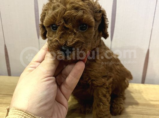 Redbrown Toypoodle görsel