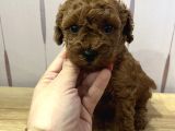 Redbrown Toypoodle