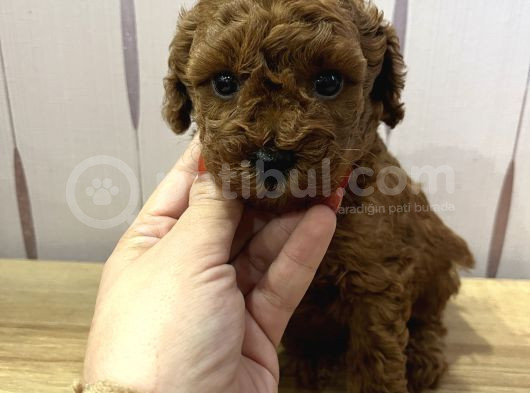 Redbrown Toypoodle görsel