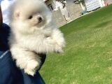 Ayı Surat Pomeranian Boo Yavrular Her Yere Gönderilir