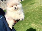 Ayı Surat Pomeranian Boo Yavrular Her Yere Gönderilir