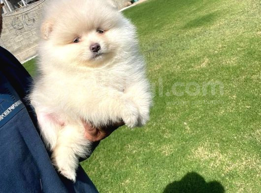 Ayı Surat Pomeranian Boo Yavrular Her Yere Gönderilir görsel