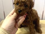 Redbrown Toypoodle